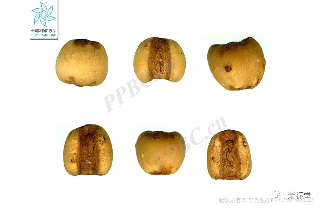 A Detailed Discussion on Coix Seed (Yi Yi Ren)