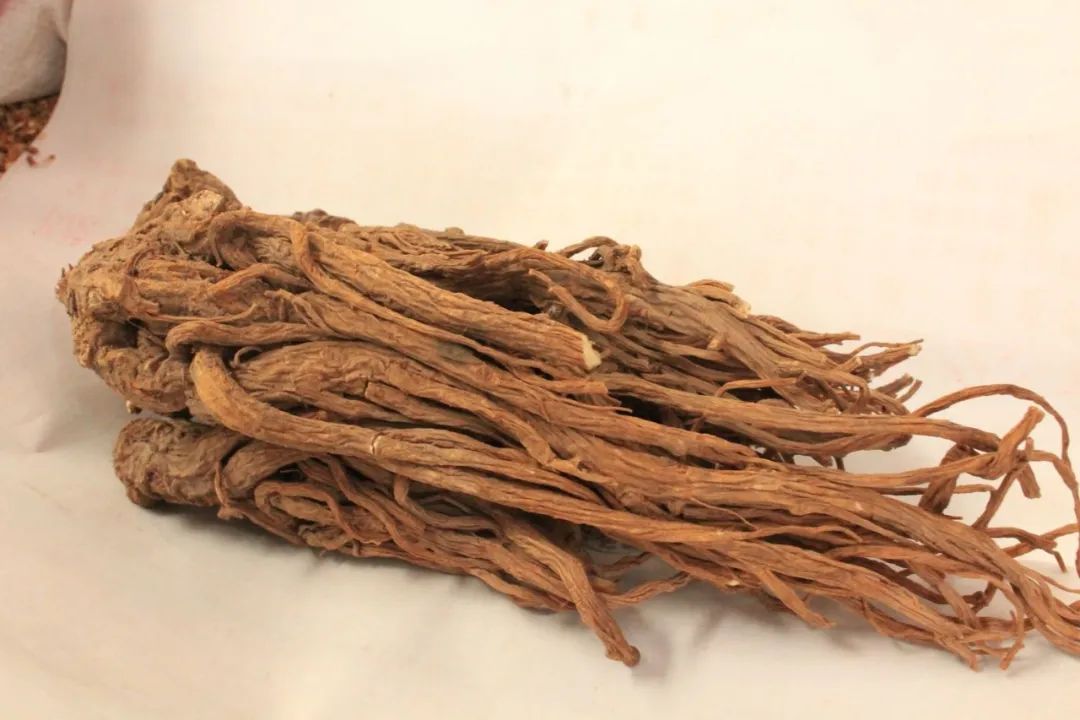 Angelica Sinensis (Dang Gui) | An Overview of Traditional Chinese Medicine