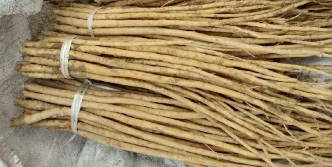 A Detailed Discussion on Dong Shen (Codonopsis pilosula): Uses and Identification