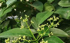Cinnamon (Rou Gui): A Distinct Herb with Unique Clinical Efficacies