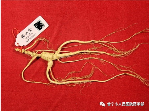 Understanding the Classification of Ginseng
