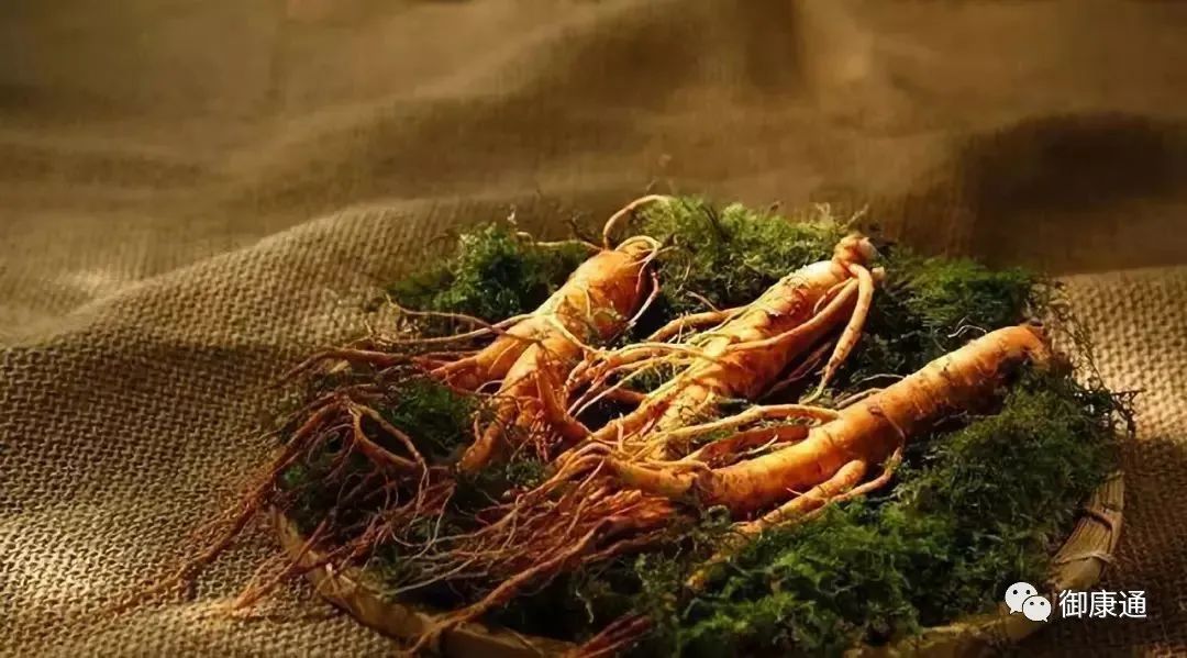 The Effects and Functions of Ginseng; How to Consume Ginseng for Best Results and Its Dietary Contraindications
