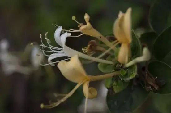 What Are the Benefits of Drinking Honeysuckle Tea? Key Points to Know to Avoid Misuse