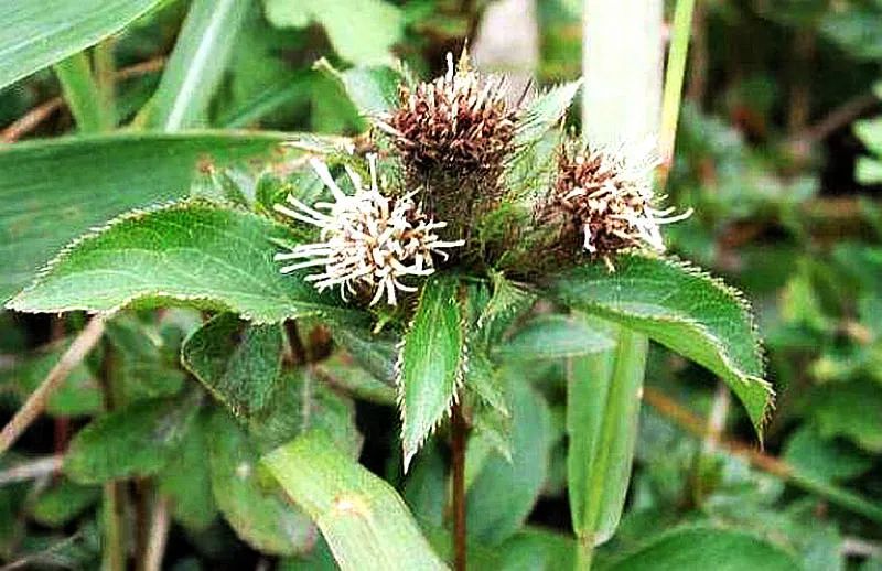 The Sacred Herb for Dispelling Dampness: The King of Spleen Health