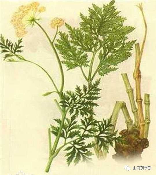 Bencao Gangmu: Chuanxiong (Ligusticum Chuanxiong)