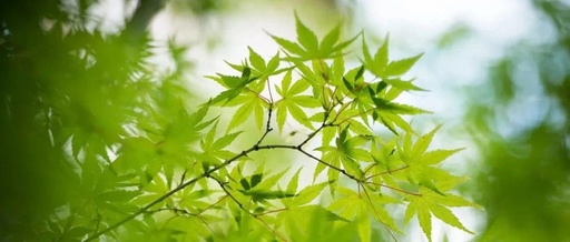 A Delicious Herbal Tea for Children with Wind-Heat Cold