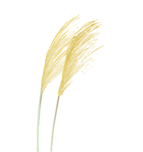 The Value of Whole Grains: Nourishing with the Five Grains