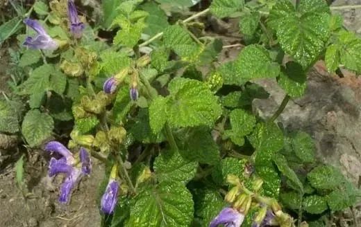 Dan Shen (Salvia miltiorrhiza) – Usage and Benefits