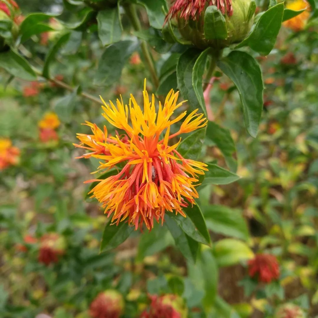 Safflower: A Healthy Nutritional Oil