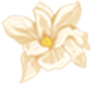 Weekly Herb | Jinan Ethnic Hospital Introduces "Safflower"