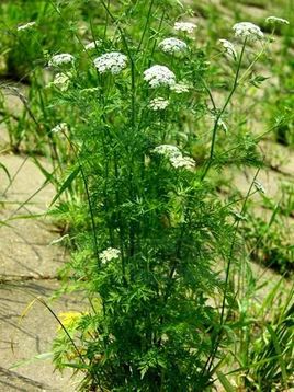 Exploring Chinese Medicinal Herbs: A Journey into the Compendium of Materia Medica (Part II)