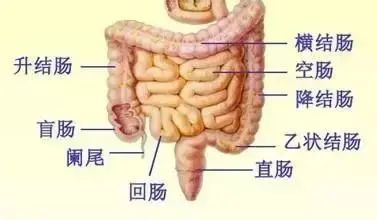 Holographic Diagnosis in Traditional Chinese Medicine: Observation, Pulse Diagnosis, and Mapping