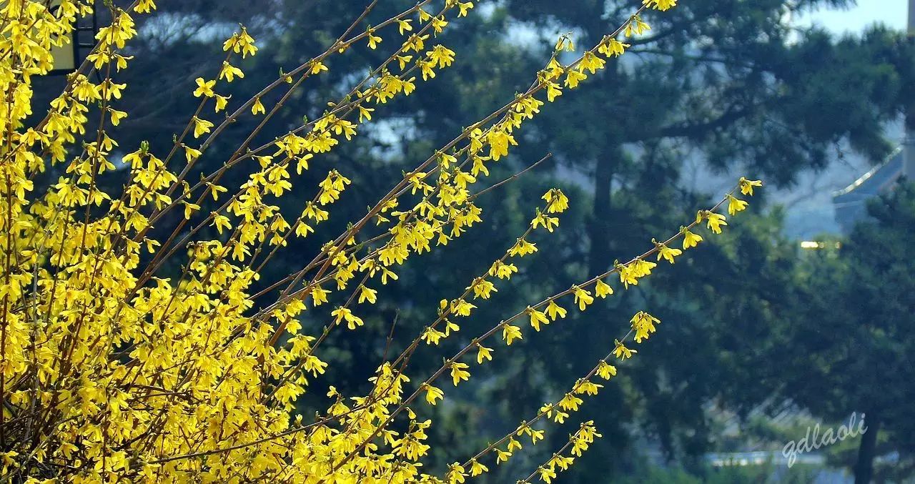 The Rare Phenomenon of Forsythia Blooming Twice