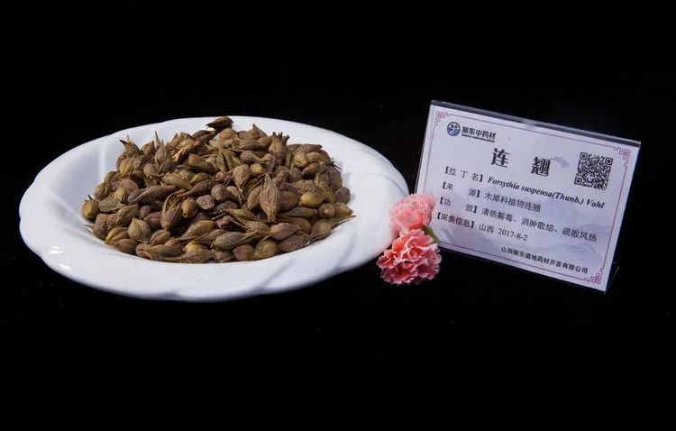 Lian Qiao: I Am Not Forsythia, Spring Comes with Me