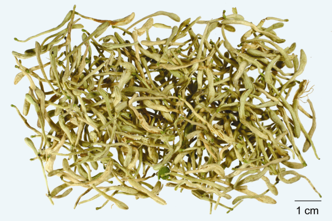 Understanding Honeysuckle: A Comprehensive Guide to Jin Yin Hua