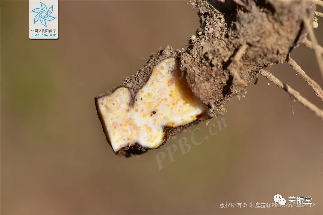 A Detailed Discussion on Traditional Chinese Medicine: Cang Zhu (Atractylodes)