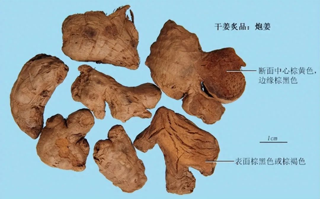 Identification of Dried Ginger (Gan Jiang)
