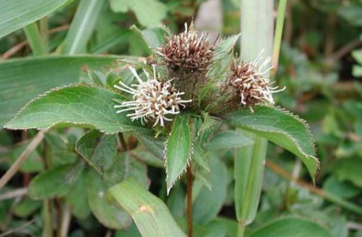 Daily Herb | Atractylodes