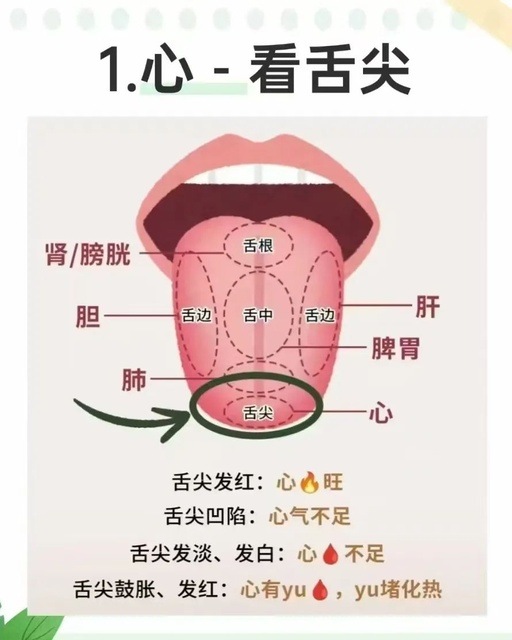 Tongue Diagnosis and the Five Organs