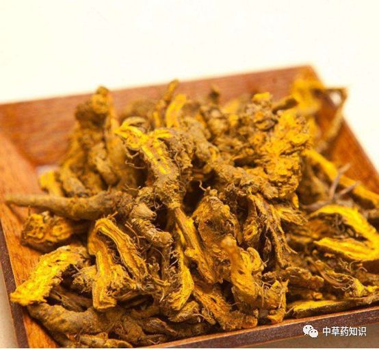 Traditional Chinese Medicine Herb: Huang Lian (Coptis chinensis)