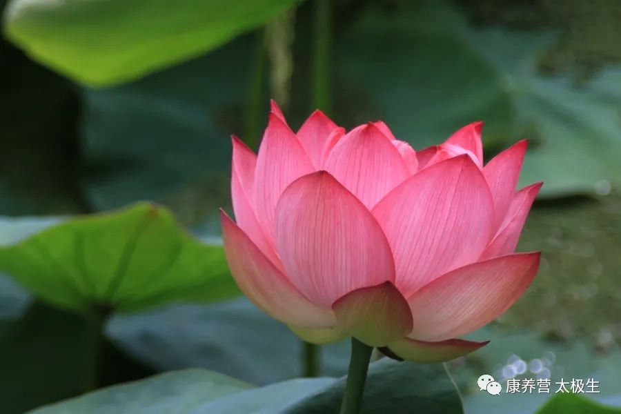 The Historical Transmission of the Huangdi Neijing