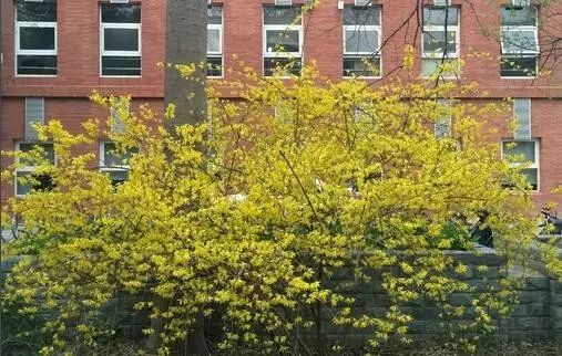 The Rare Phenomenon of Forsythia Blooming Twice