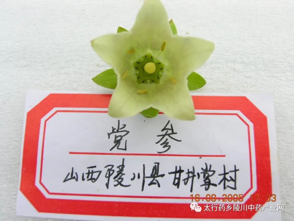 Understanding Codonopsis: The Lesser-Known Ginseng
