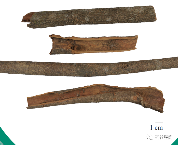 Cinnamon Bark (Rougui) - A Comprehensive Overview