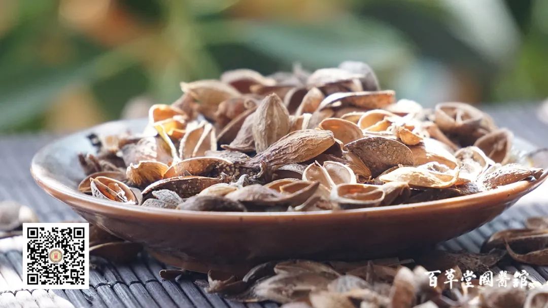Commonly Used Chinese Herb: Lian Qiao (Forsythia)