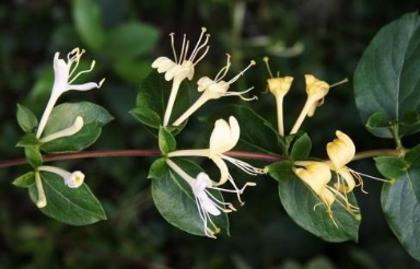 Honeysuckle: Clearing Heat and Detoxifying - What Kind of 'Toxins' Does It Address?