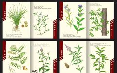 Bencao Gangmu: The Ancient Encyclopedia of China