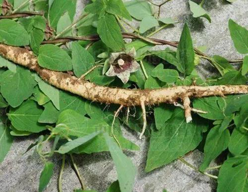 The Efficacy and Uses of Dang Shen (Codonopsis pilosula)