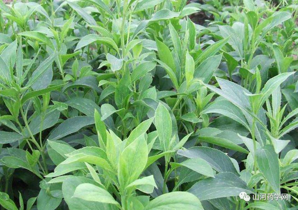Traditional Chinese Medicine: Cang Zhu (Atractylodes)