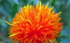 The Benefits and Effects of Safflower: What Are the Pros and Cons of Drinking Safflower Tea?