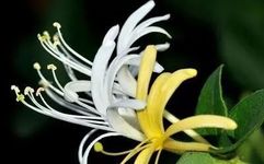 Essential Knowledge of Chinese Medicine: Honeysuckle