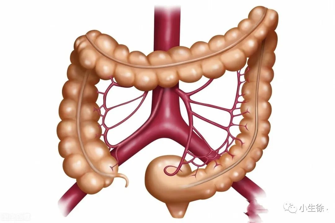 The Six Fu Organs: Gallbladder, Stomach, Small Intestine, Large Intestine, Bladder, and San Jiao