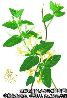 The Efficacy and Functions of Jin Yin Hua (Honeysuckle)