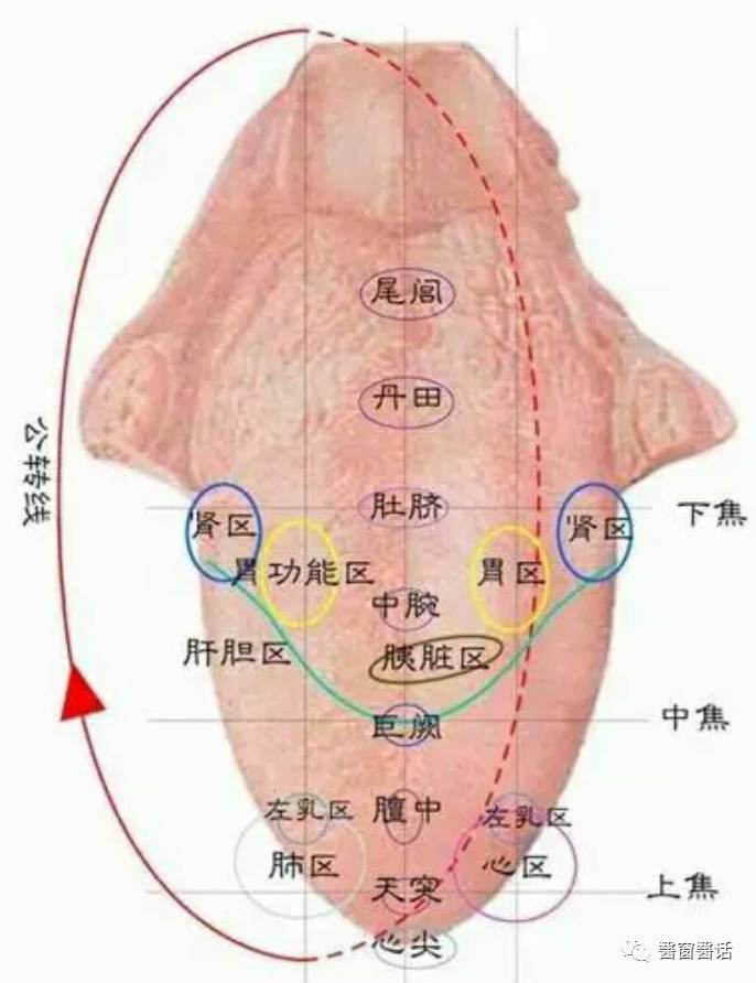 The Seven Determinations of Tongue Observation