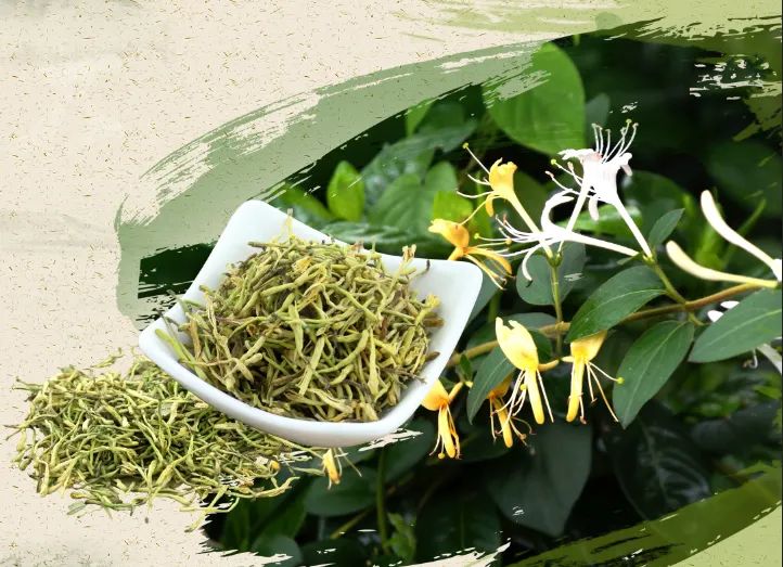 Introduction to Jin Yin Hua (Honeysuckle Flower)
