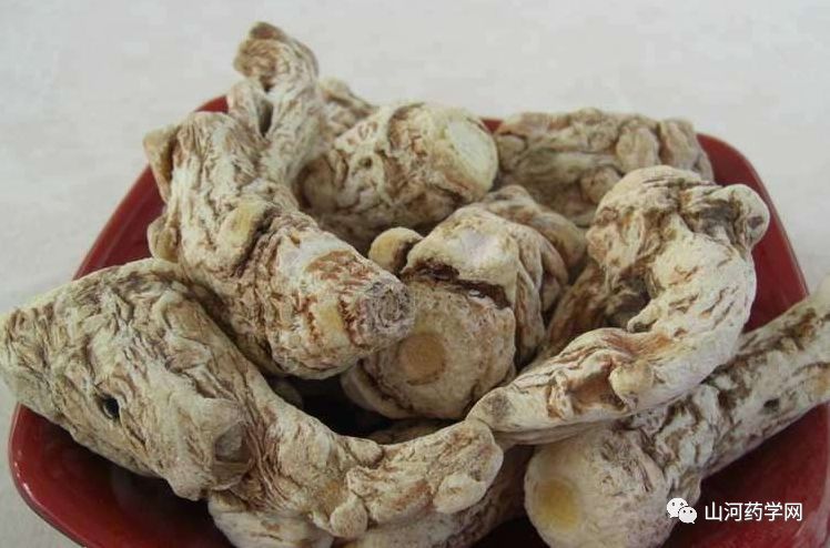 Angelica Sinensis: A Comprehensive Overview
