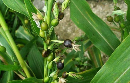 Learn About a Chinese Herb Every Day - Coix Seed (Yì Yǐ Rén)