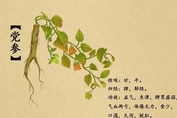 Weekly Discussion on Traditional Chinese Medicine: The Benefits of Dang Shen (Codonopsis pilosula)