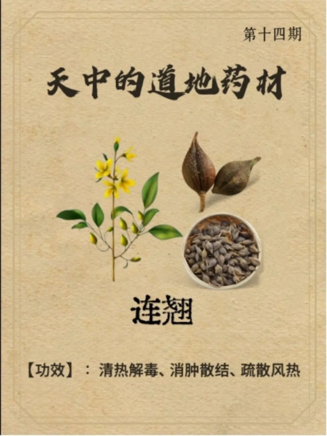 The Authentic Medicinal Material of Tianzhong: Lianqiao (Forsythia Suspensa)
