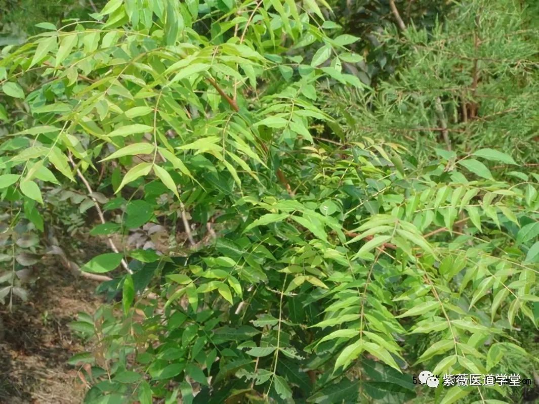 Guide to the Use of Huang Lian (Coptis Chinensis)