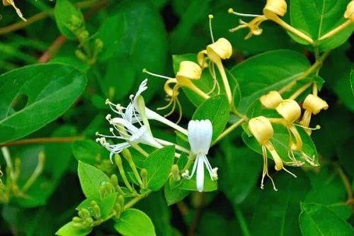 The Efficacy and Functions of Honeysuckle (Jin Yin Hua)