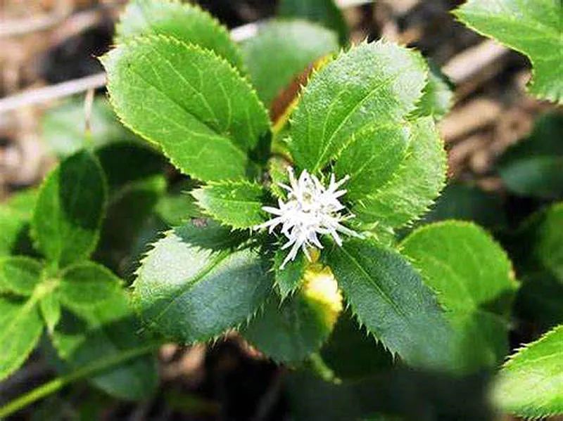 The Sacred Herb for Dispelling Dampness: The King of Spleen Health