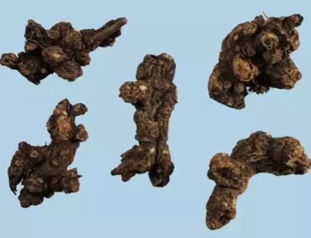 Cang Zhu (Atractylodes) - A Comprehensive Overview