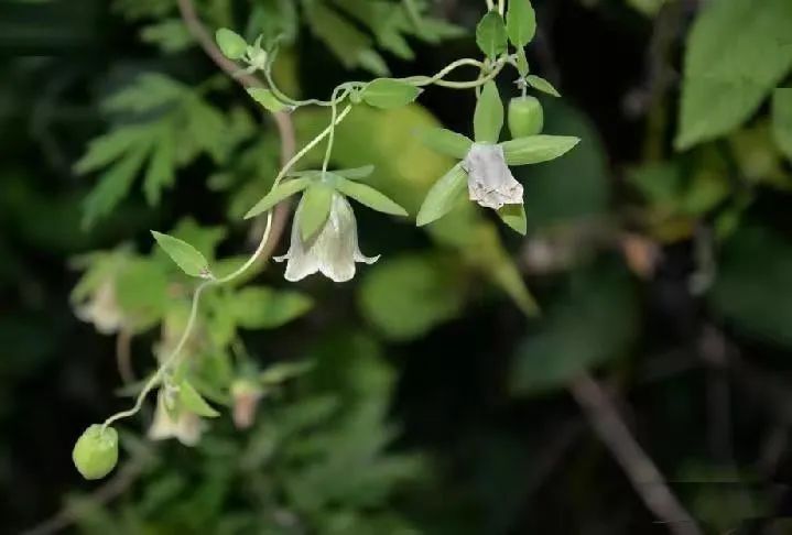 A Single Tonic Herb - Dang Shen (Codonopsis pilosula)