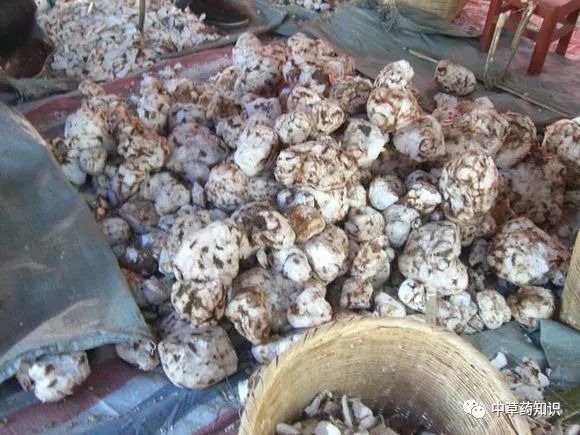 Traditional Chinese Medicine Herb: Fu Ling (Poria)