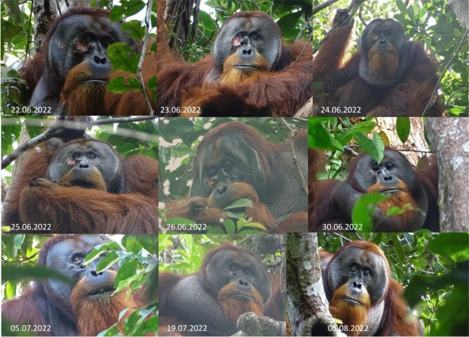 Orangutan Self-Medicates with Herbal Remedy for Wound Healing: A Month Later, Complete Recovery!